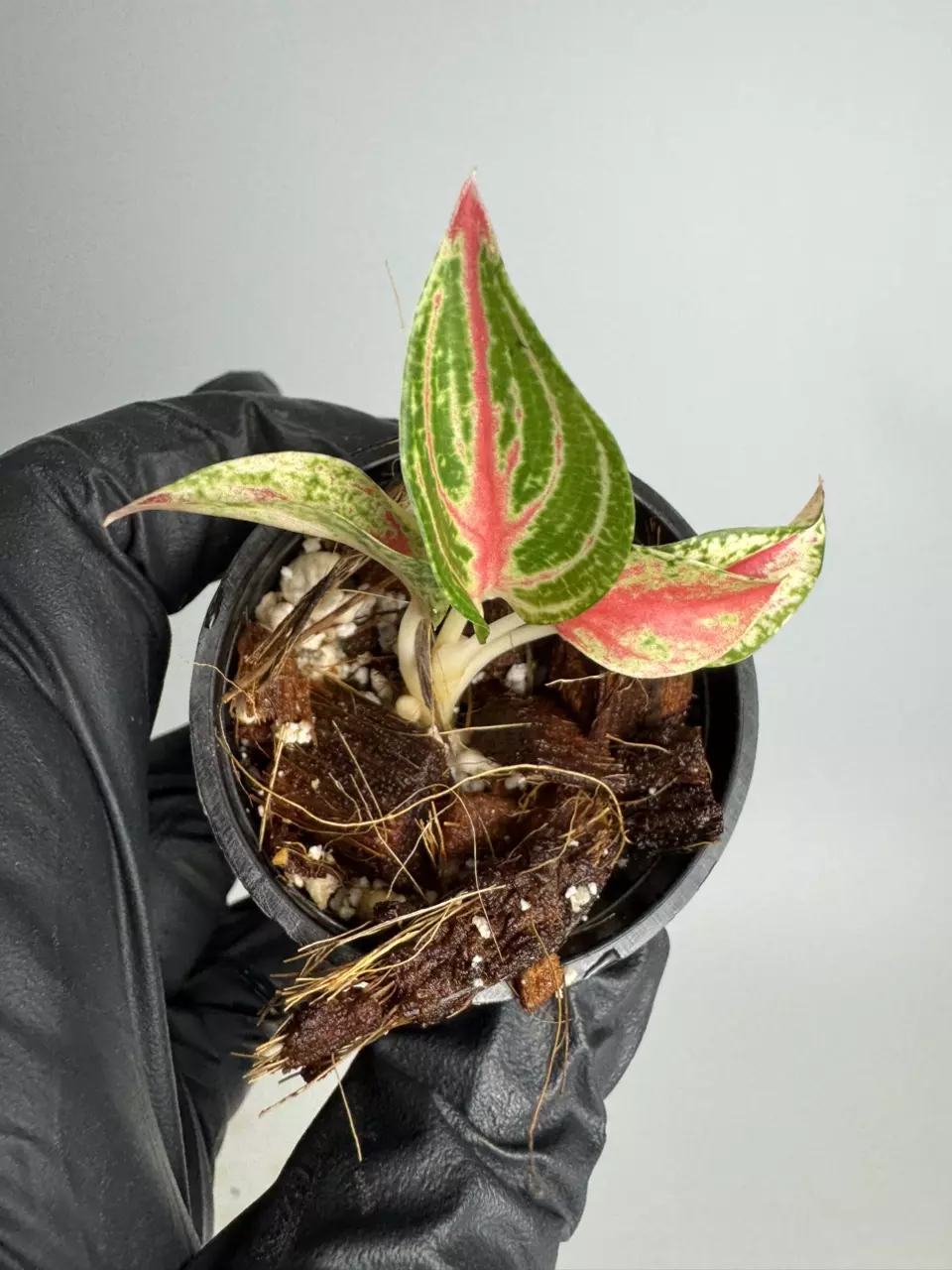 Aglaonema Venus TC (growers choice) thumbnail