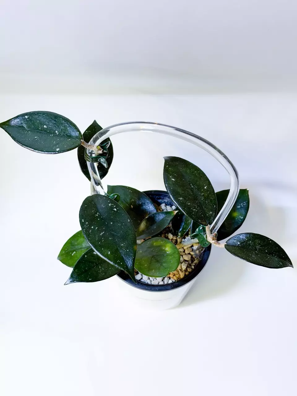 Hoya Vietnam (small leaf) thumbnail