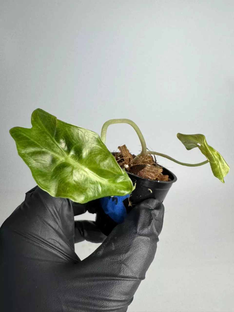 Alocasia Venom TC (growers choice) thumbnail