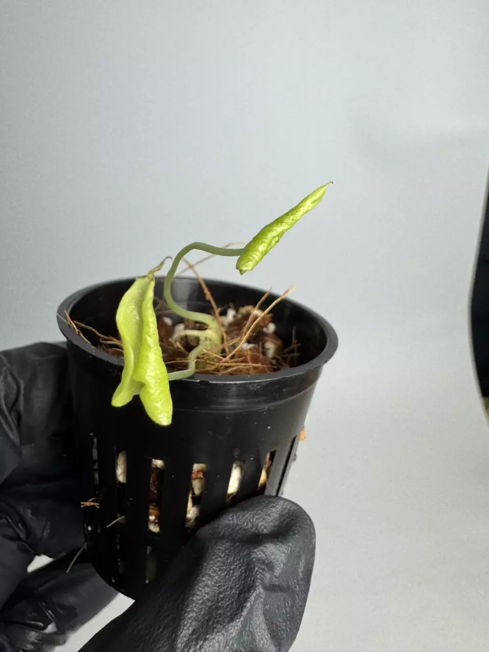 Alocasia Frydek Tattoo TC (growers choice) thumbnail