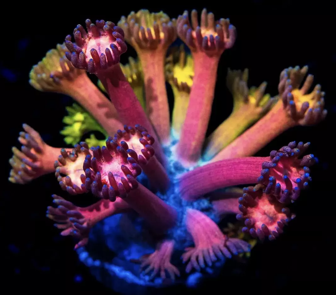 Jewel Thief Goniopora thumbnail