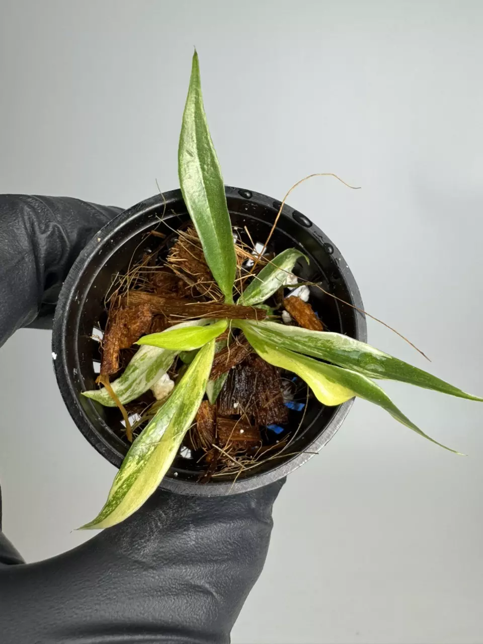 Philodendron Variegated Tortum TC (growers choice) thumbnail