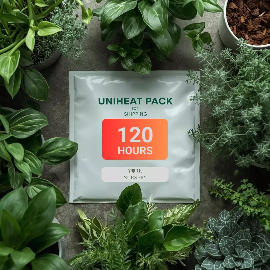 🔥 HEAT PACK - 120 HOURS 🔥 thumbnail