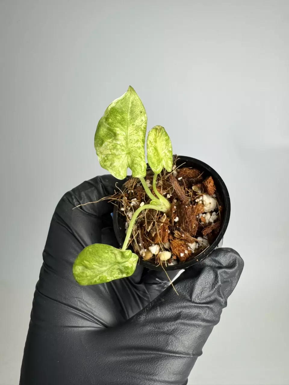 Alocasia Regal Shield Aurea TC (actual plant) thumbnail