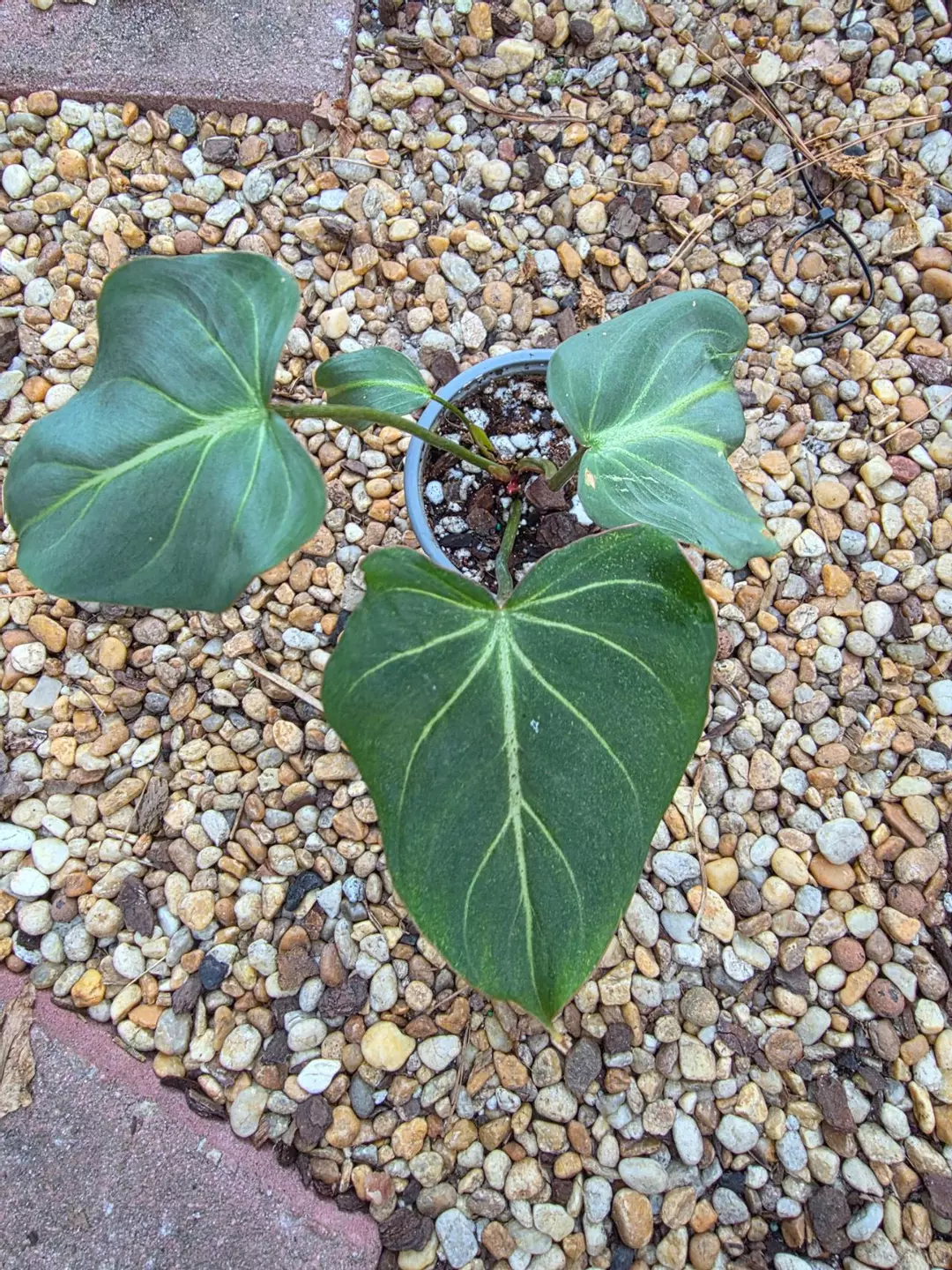 Philodendron Gloriosum Dark Form #1 thumbnail