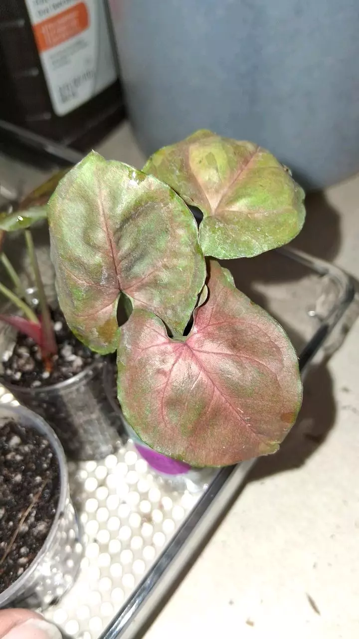 Syngonium Merry-GC thumbnail