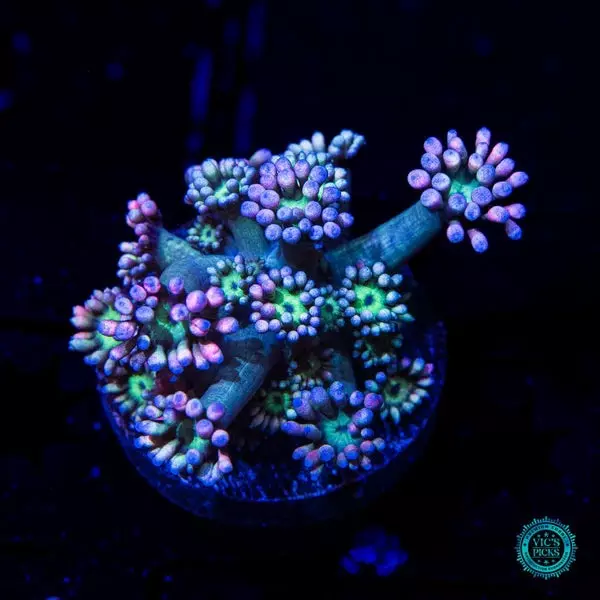 Sour Sop Goniopora thumbnail