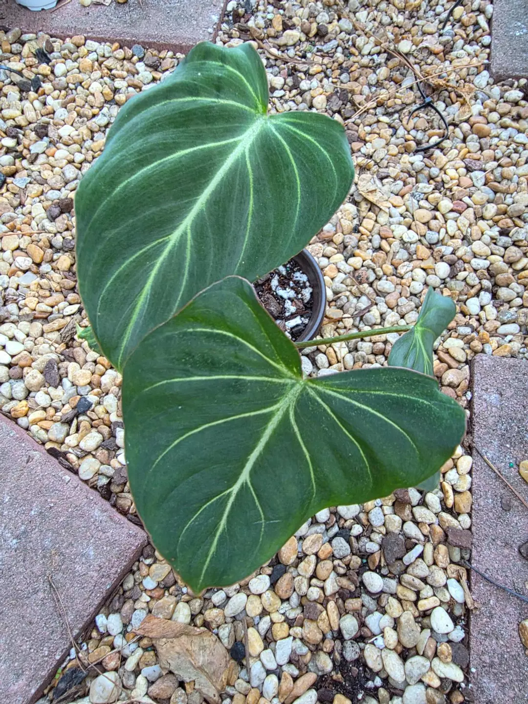 Philodendron Gloriosum Dark Form #2 thumbnail