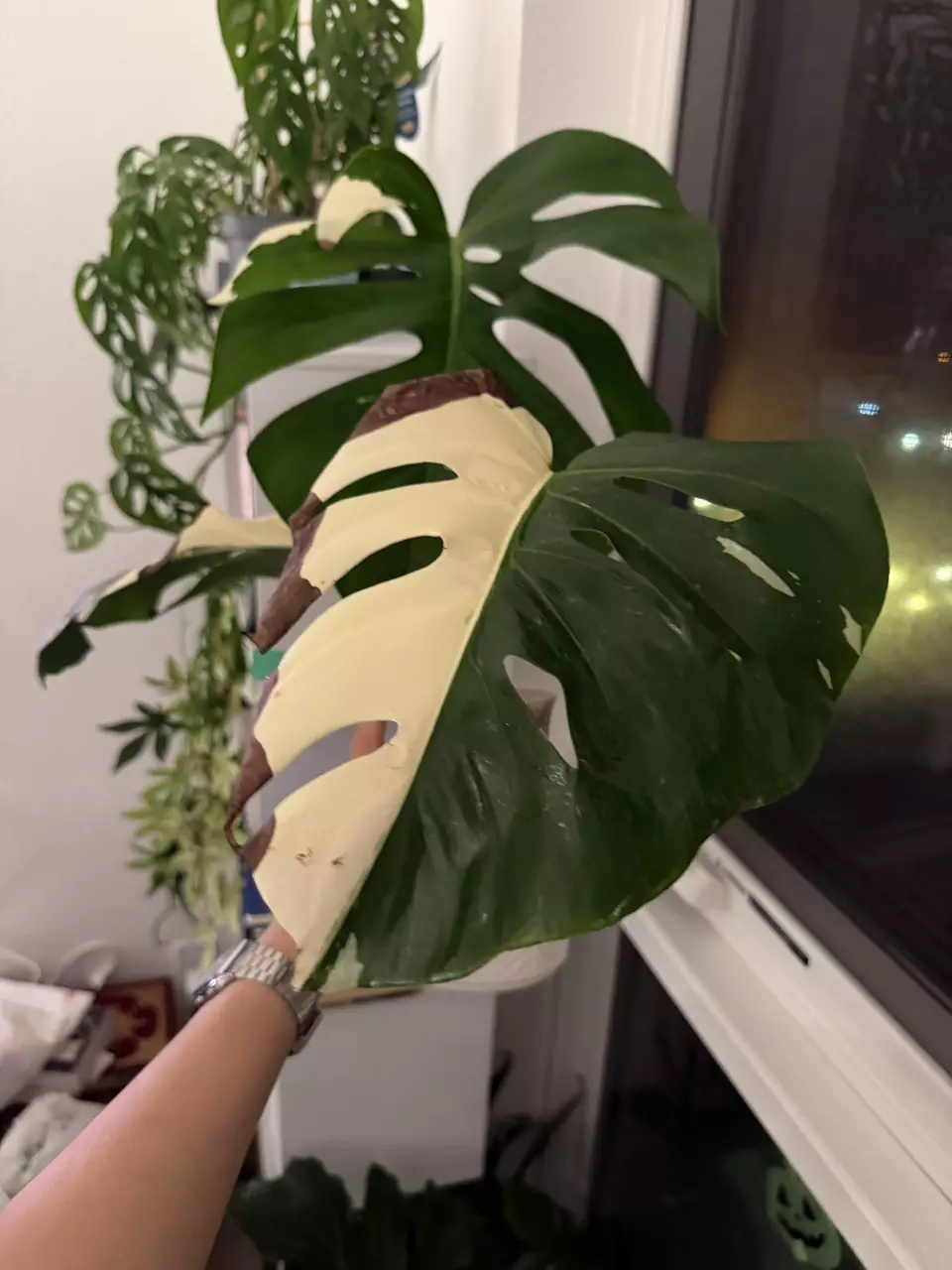 Albo Monstera Borsigiana thumbnail