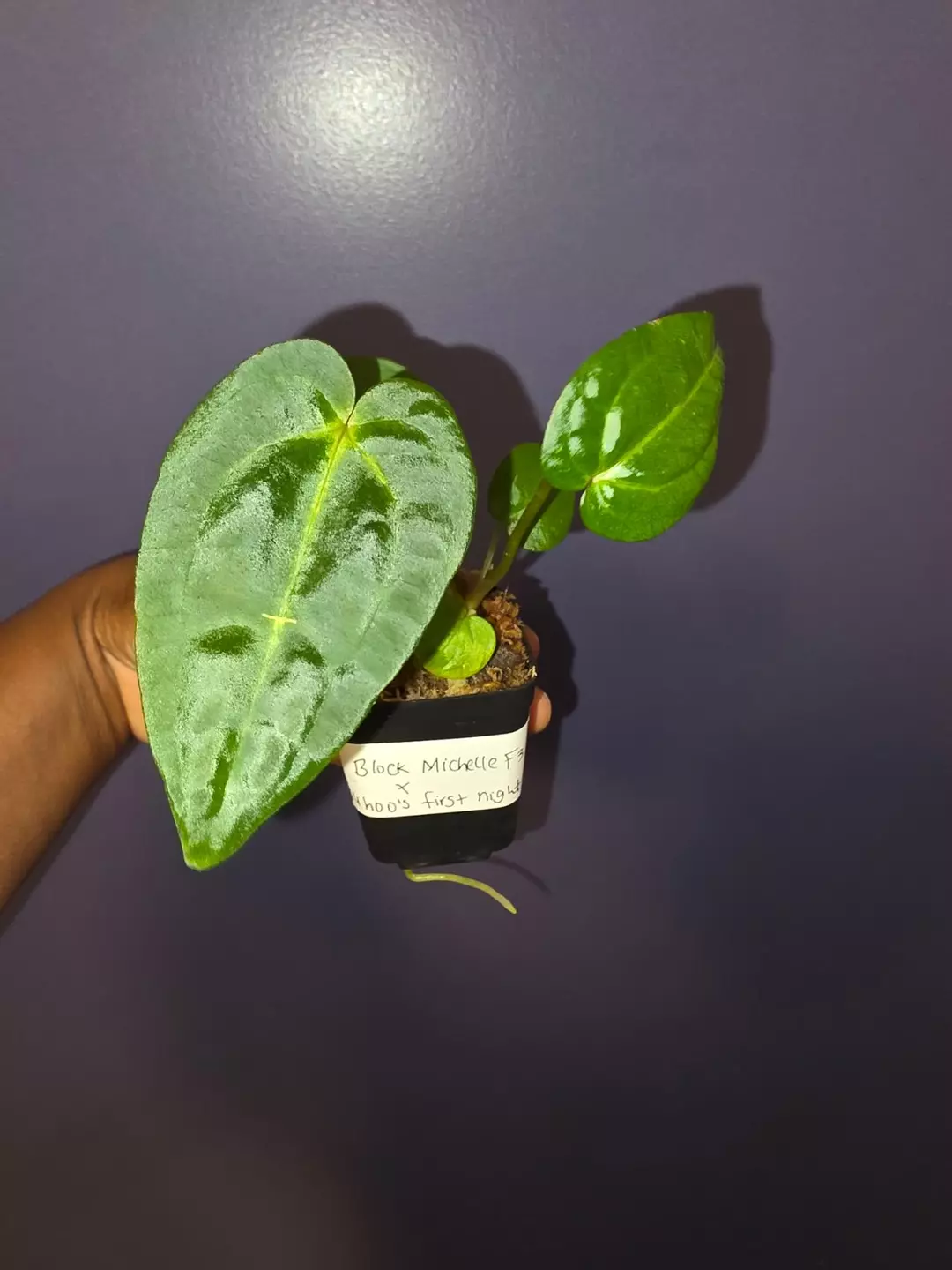 Anthurium Doc Block Michelle F3 x Wuhoo's First Night. *exact* thumbnail