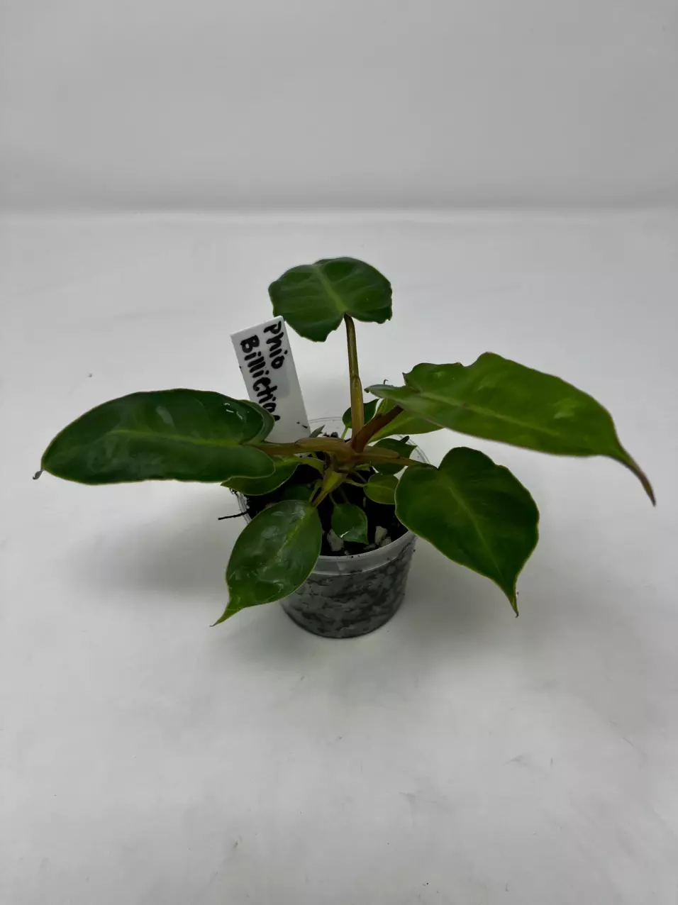 0132 Philodendron’Billietae’ thumbnail