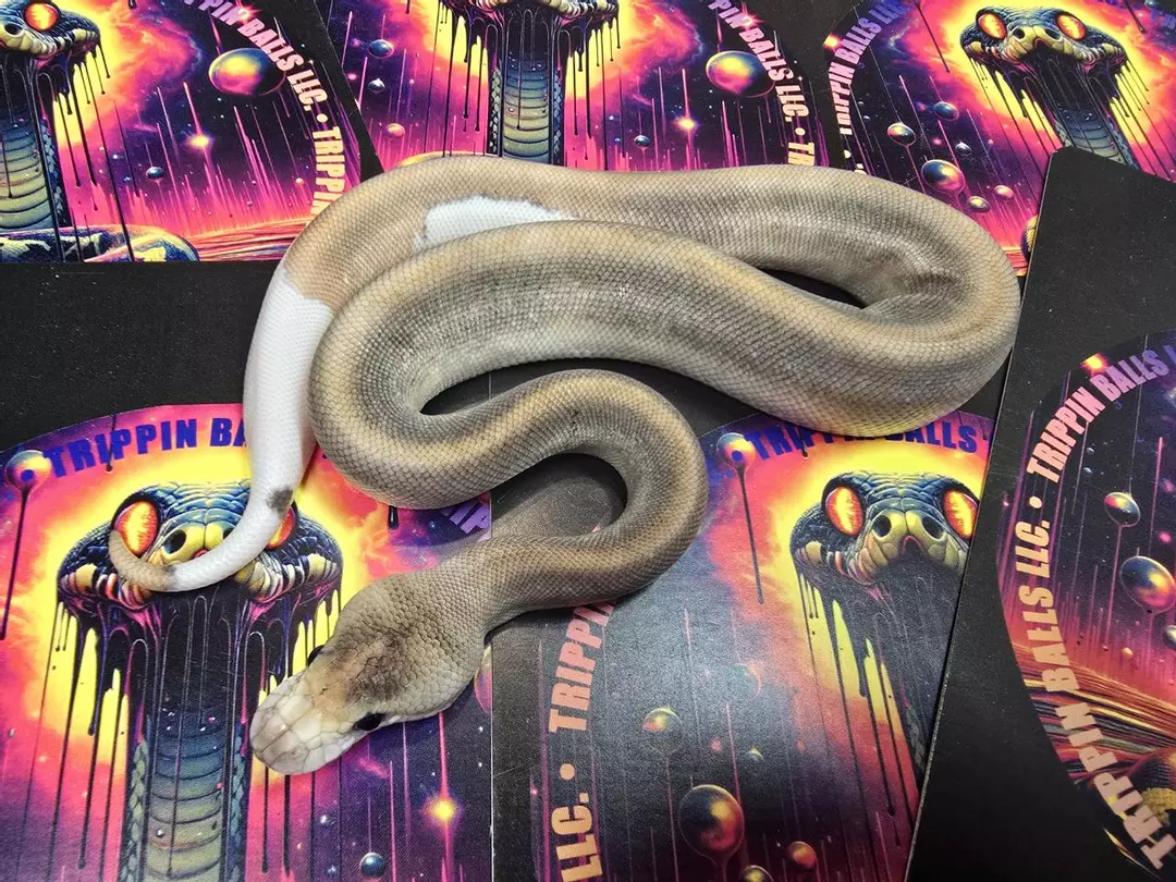 Champagne Cinnamon (Yellowbelly) DBL Het Hypo Clown Male thumbnail