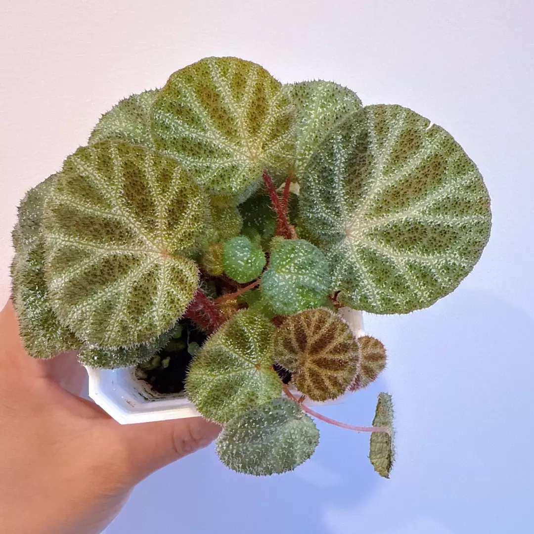 Begonia ningmingensis var. bella | live indoor house plant thumbnail