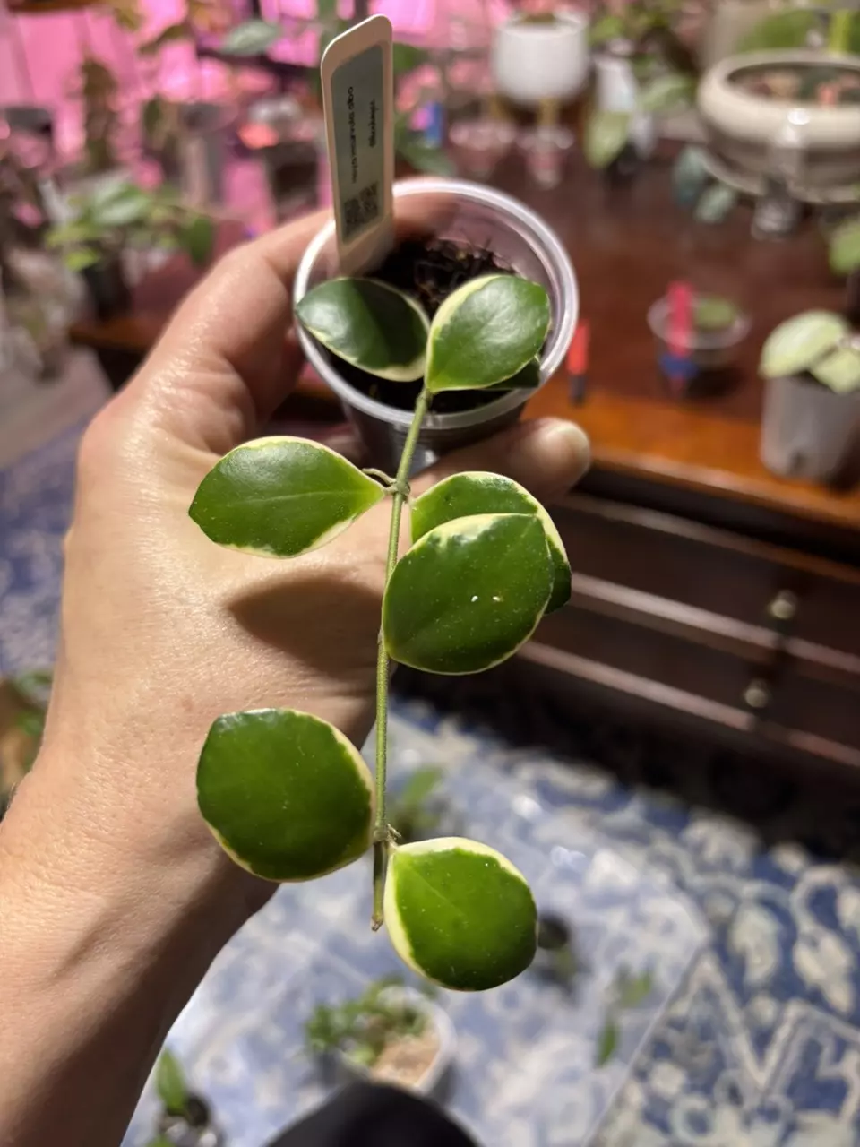 #243 Hoya Incurvula Albo. Rooted in TFF thumbnail