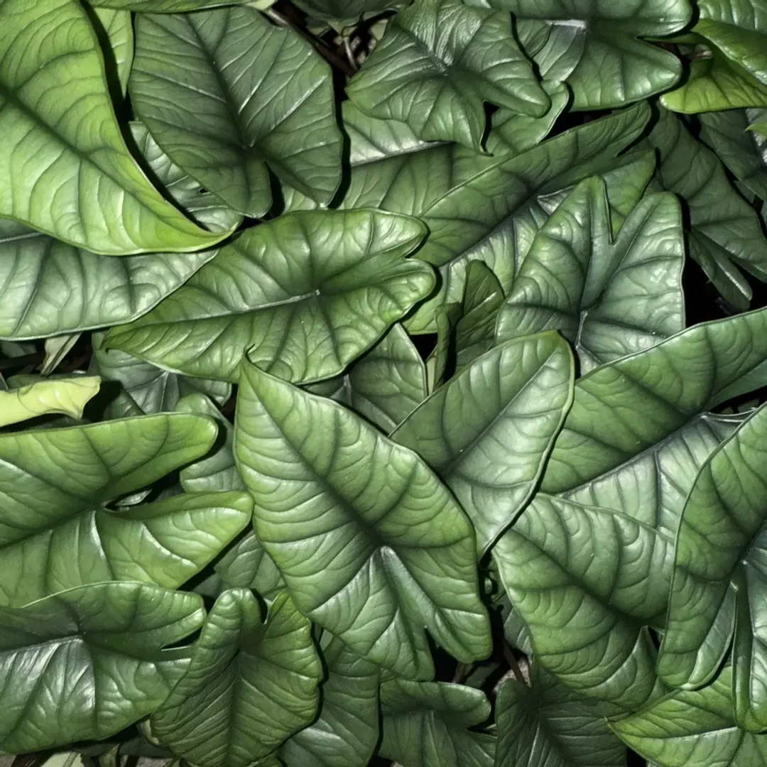 Alocasia Platinum - (Growers Choice) 4” pot thumbnail