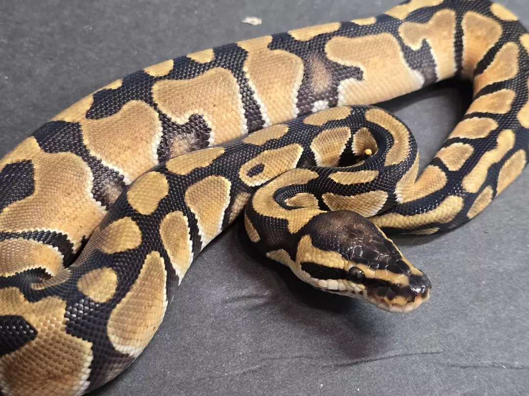 Enchi OD Redstripe (fire or phantom) Het Clown Male thumbnail