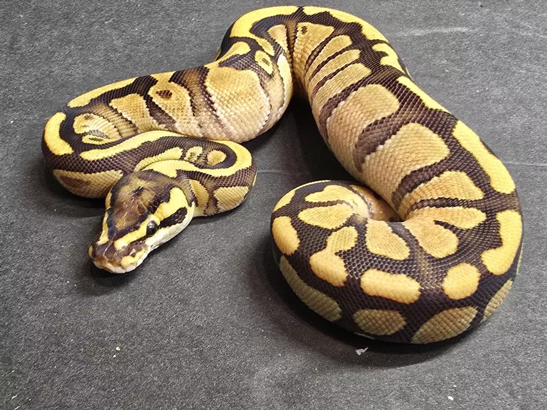 Enchi OD Phantom Redstripe (fire) Het Clown Female thumbnail