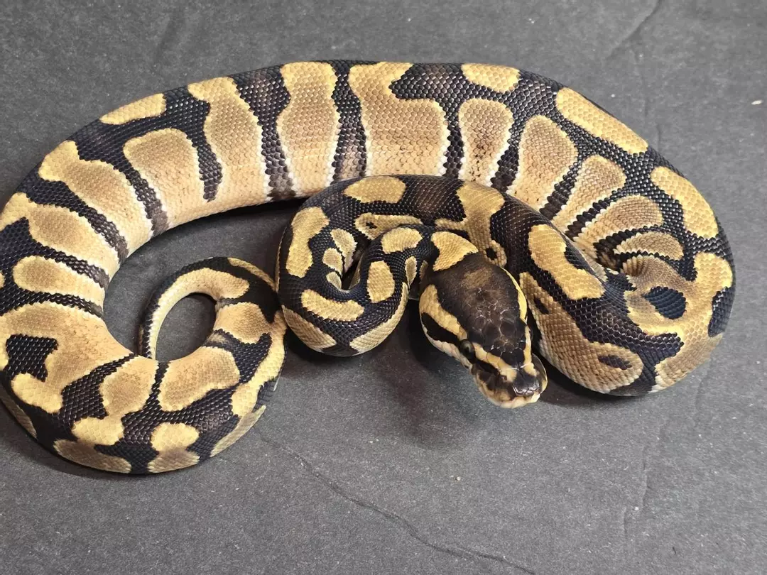 Enchi OD Redstripe Het Clown Female thumbnail