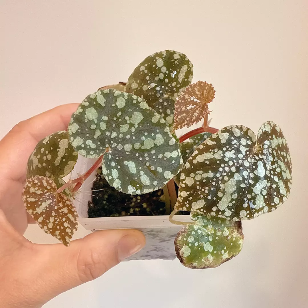 Terrarium Begonia ‘moonlight’| live indoor house plant thumbnail