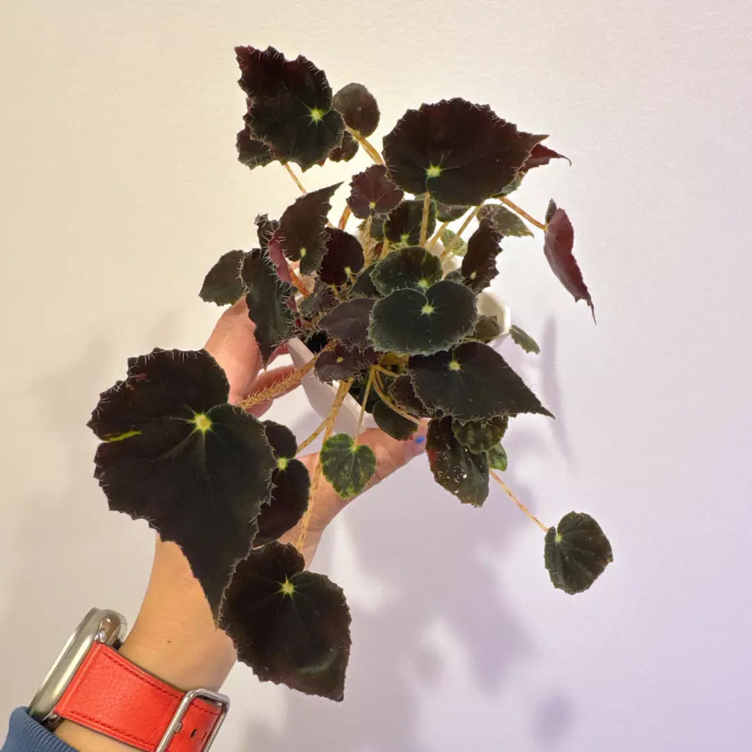 Begonia ‘micro mo’| live indoor house plant thumbnail
