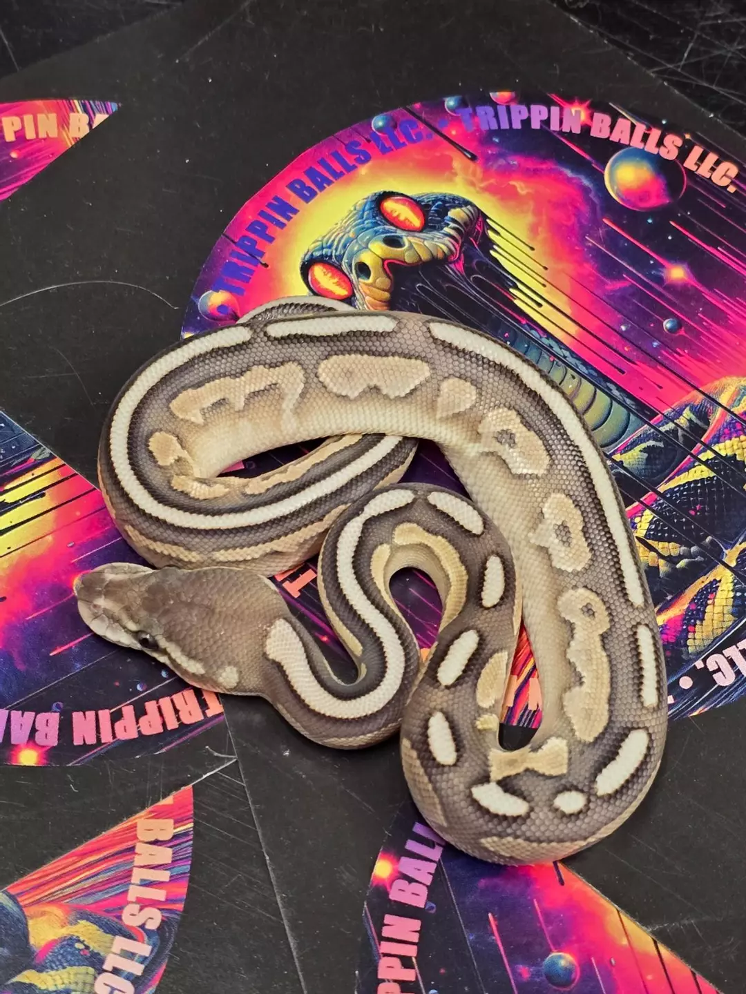 Pastel Cinnamon Lesser (yellowbelly) Het Hypo Male thumbnail