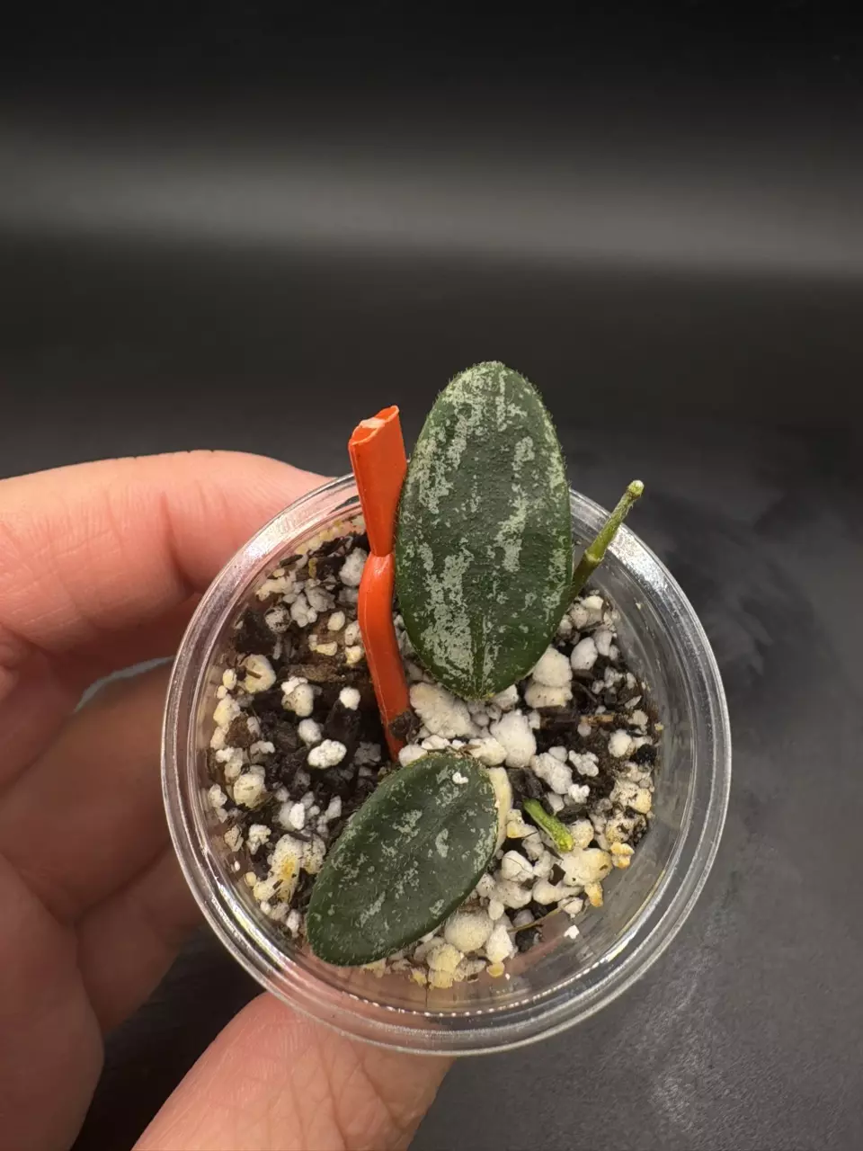 Hoya Lima Splash thumbnail