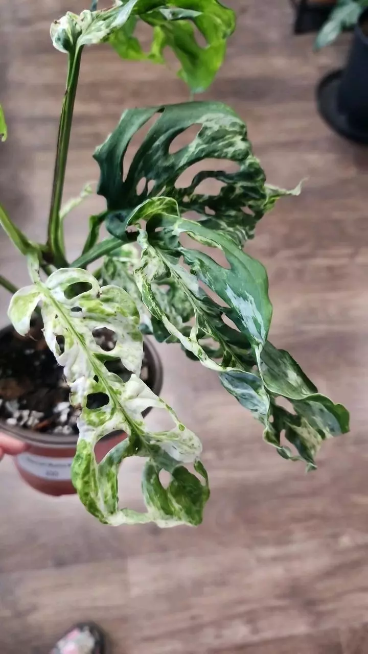 Monstera Adansonii Mottled Mint thumbnail
