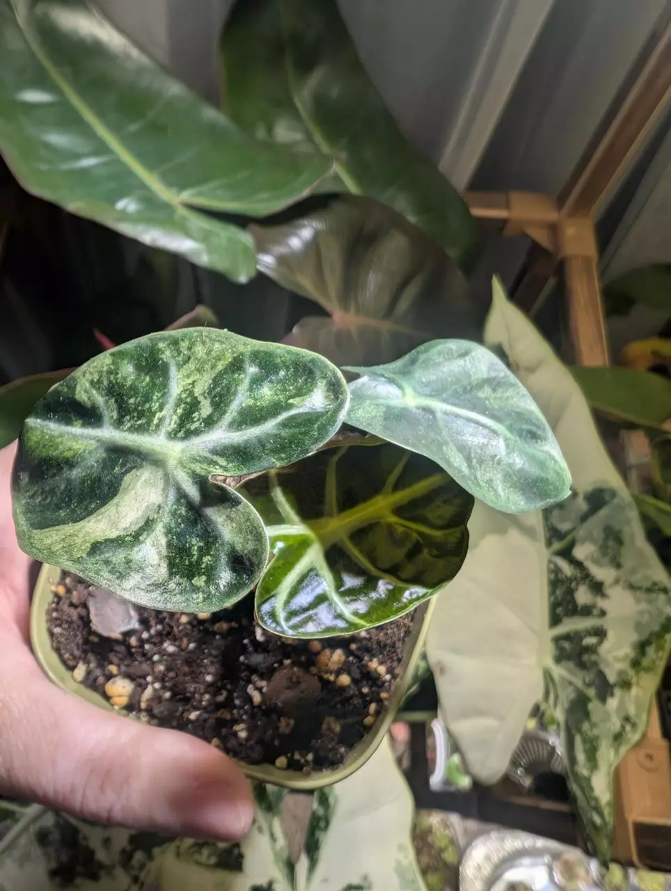 Alocasia Balloon Heart Pink thumbnail