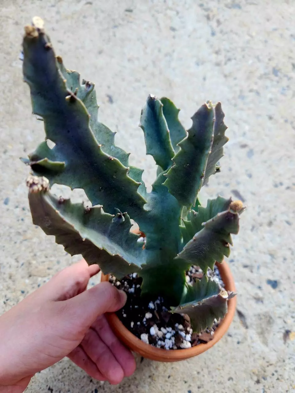 Caralluma Acutangula thumbnail