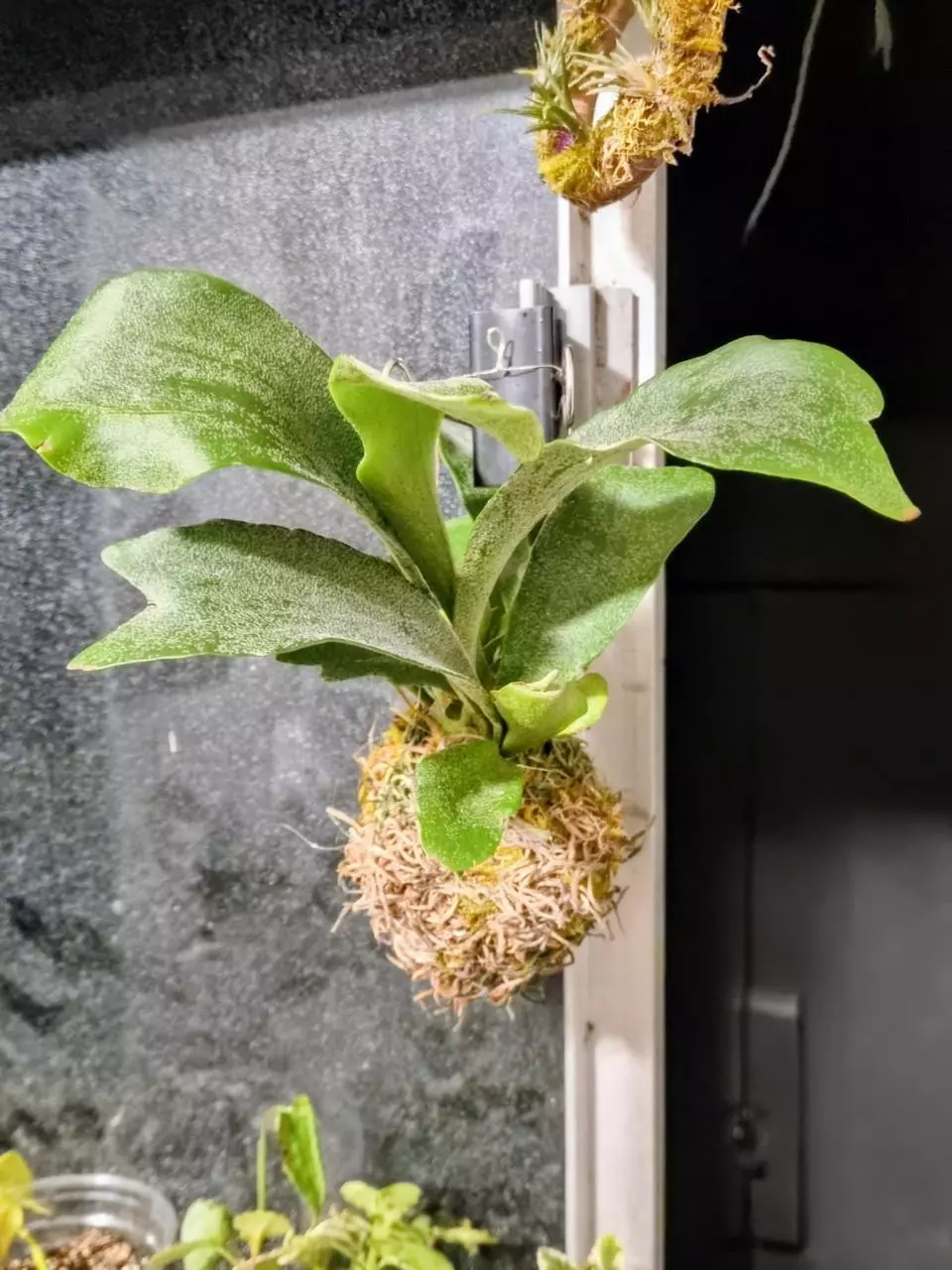 Staghorn Fern Kokedama - Just soak once a week! thumbnail