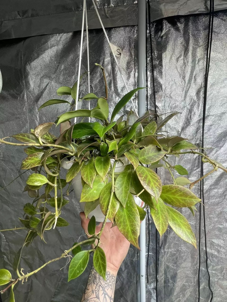 Hoya Sunrise Momma thumbnail