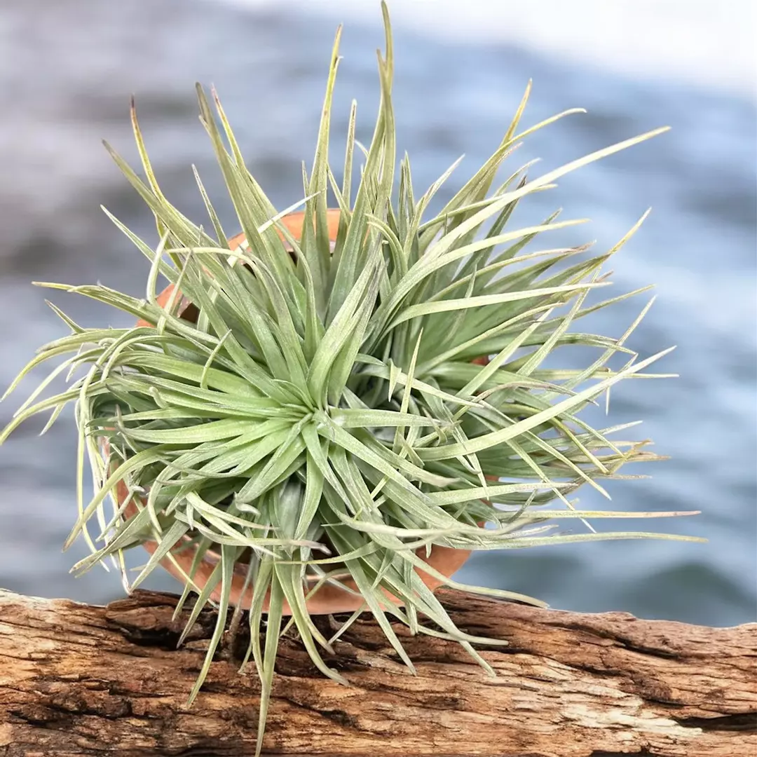 Tillandsia Stricta cluster thumbnail