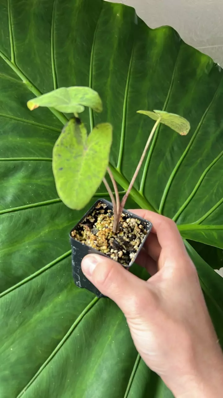 Colocasia Mojito thumbnail