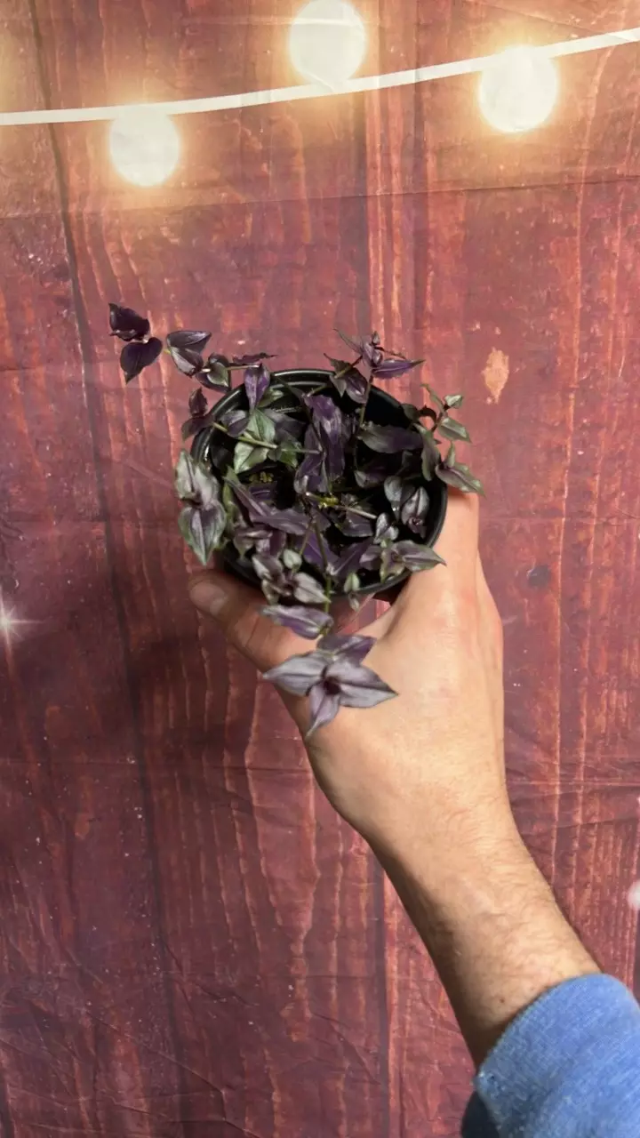 Tradescantia Purple Bridal Veil thumbnail