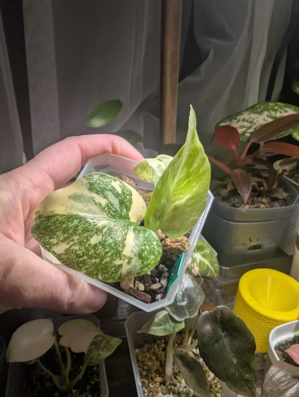 Monstera Creme Brulee thumbnail