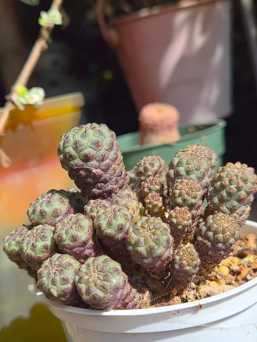 Sulcorebutia rauschii - Unique "Oddball" Succulent thumbnail