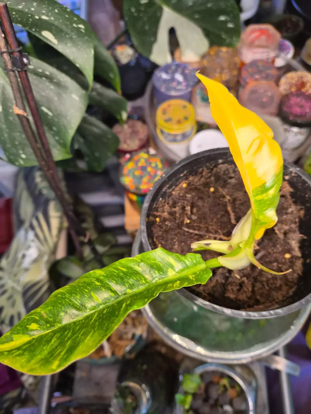 4" Philodendron 'Ring of Fire' Starter Plant thumbnail