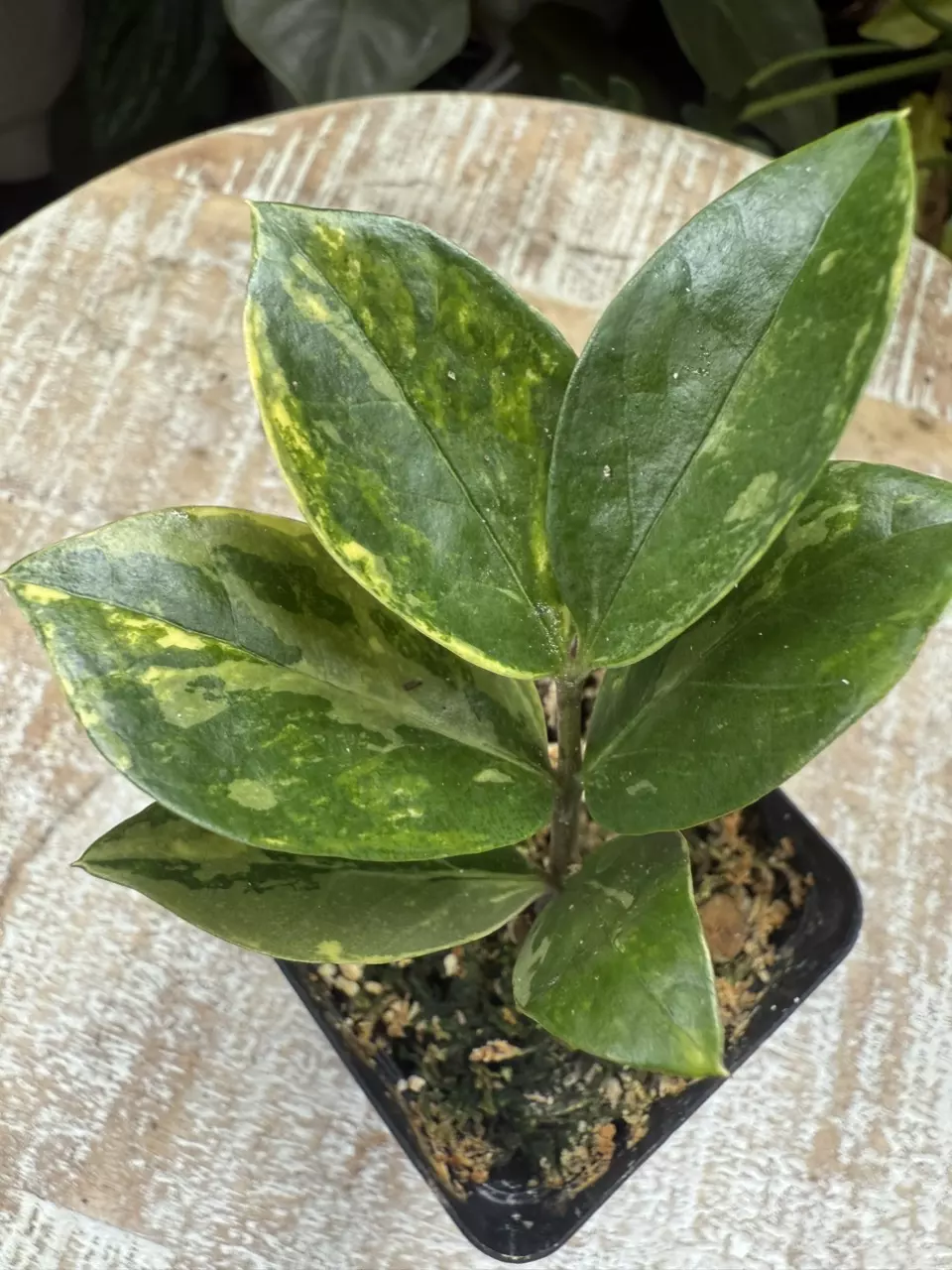 Zamioculcas zamiifolia Aurea Variegated zz plant thumbnail