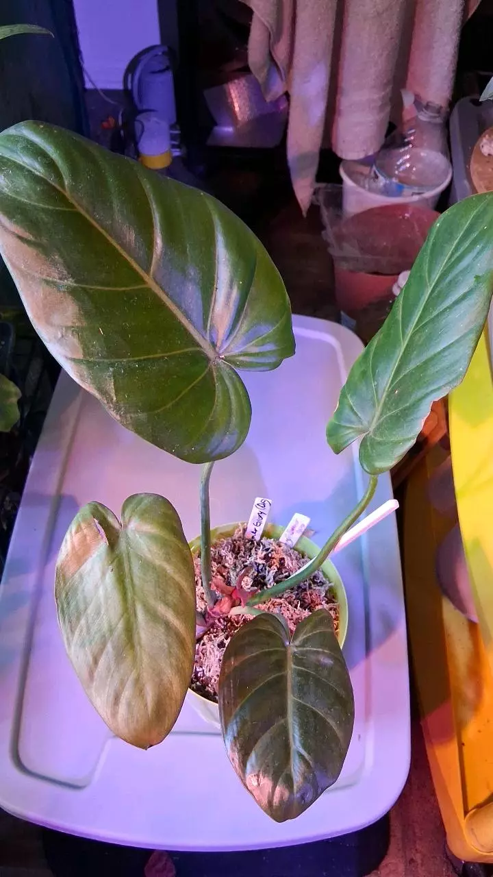 Philo Summer Glory thumbnail