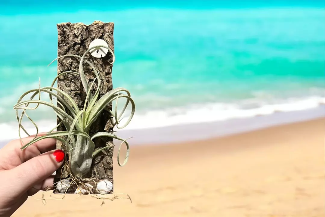 Tillandsia Sidewinder air plant with cork display thumbnail