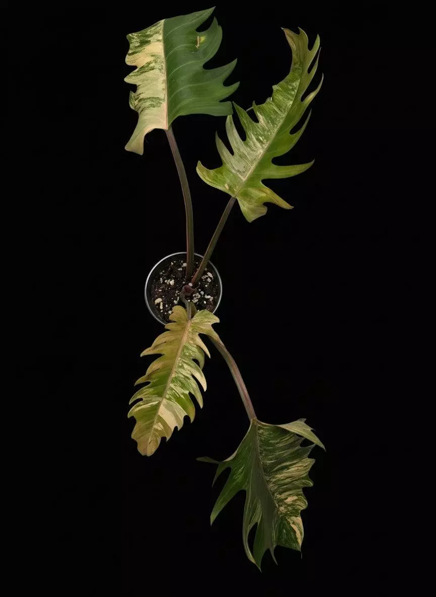 Variegated Caramel Marble #2 thumbnail