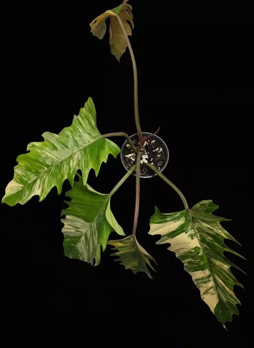 Variegated Caramel Marble #1 thumbnail