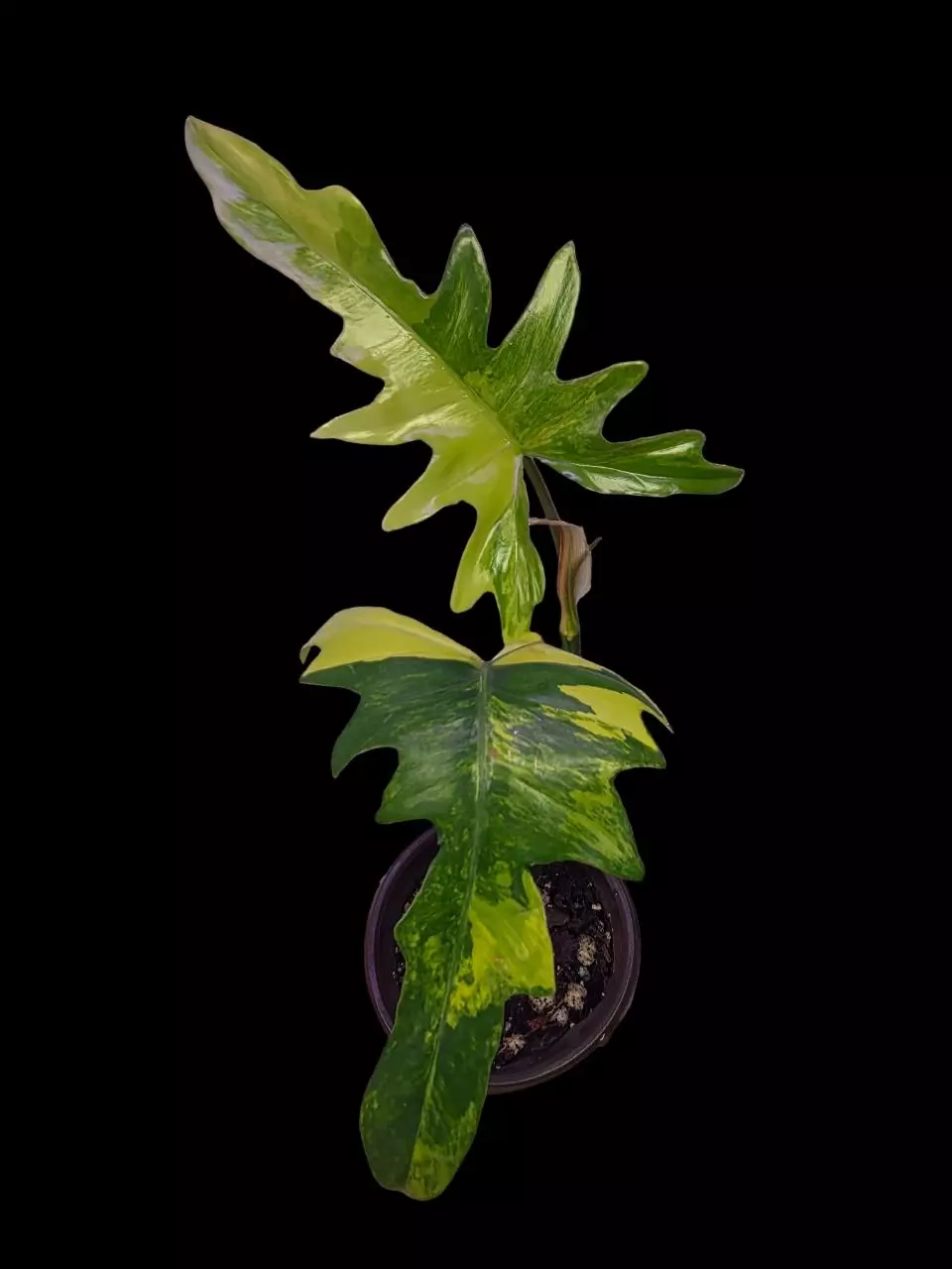 Variegated Philodendron Florida Beauty x Mayoi #2 thumbnail