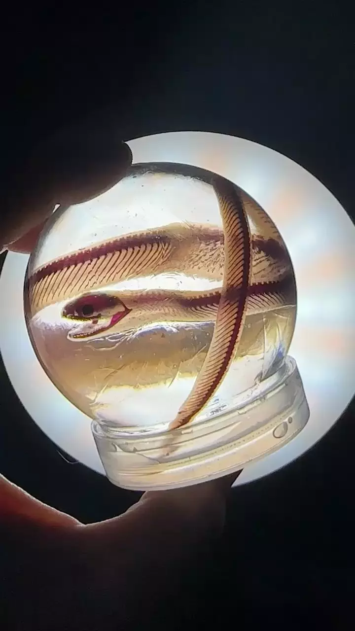 Ethically sourced Diaphonized corn snake wet specimen thumbnail