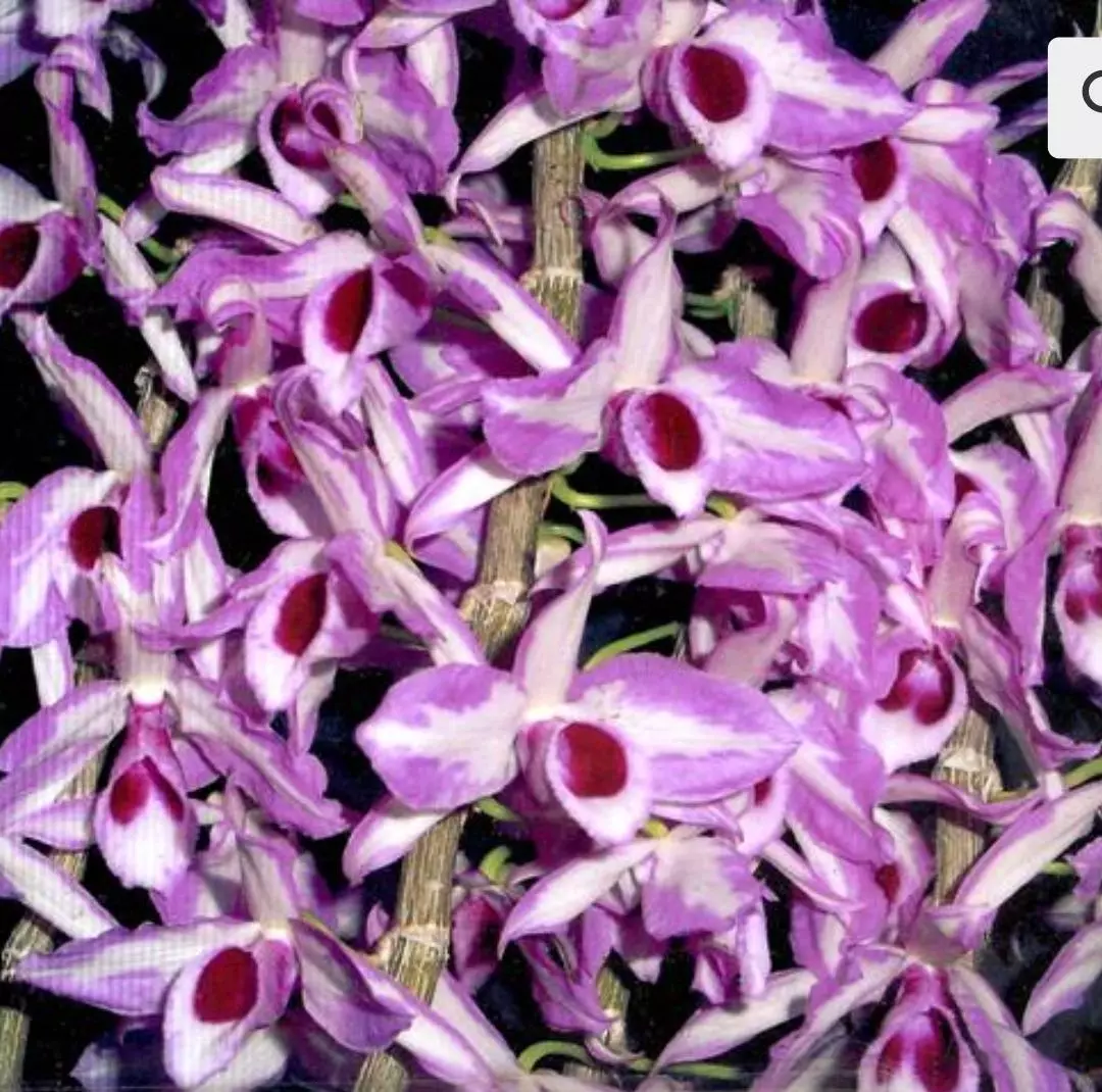 Dendrobium anosmum starter plant thumbnail