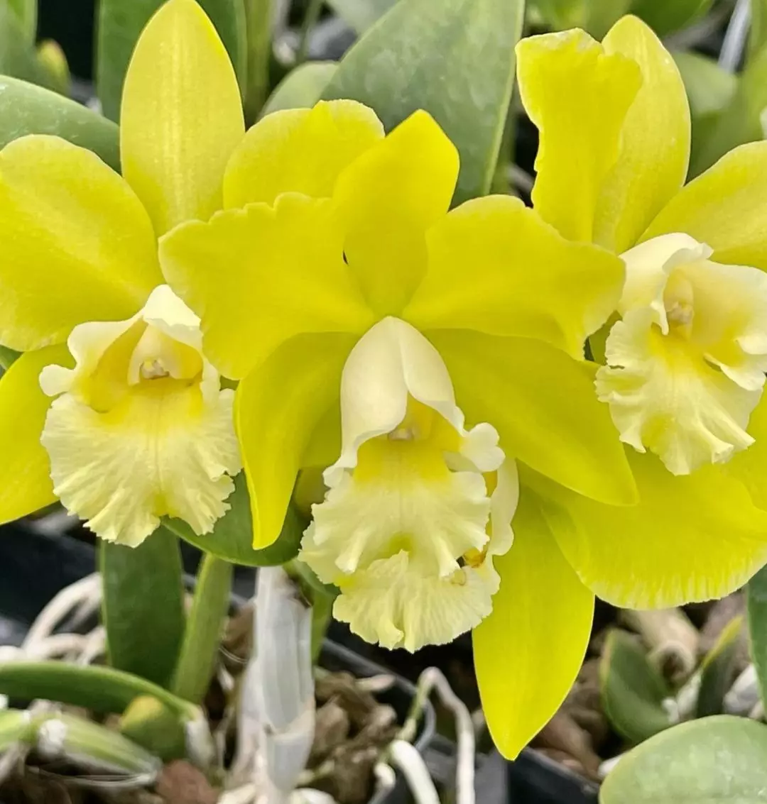 Blc hawaiian passion carmela fragrant starter thumbnail