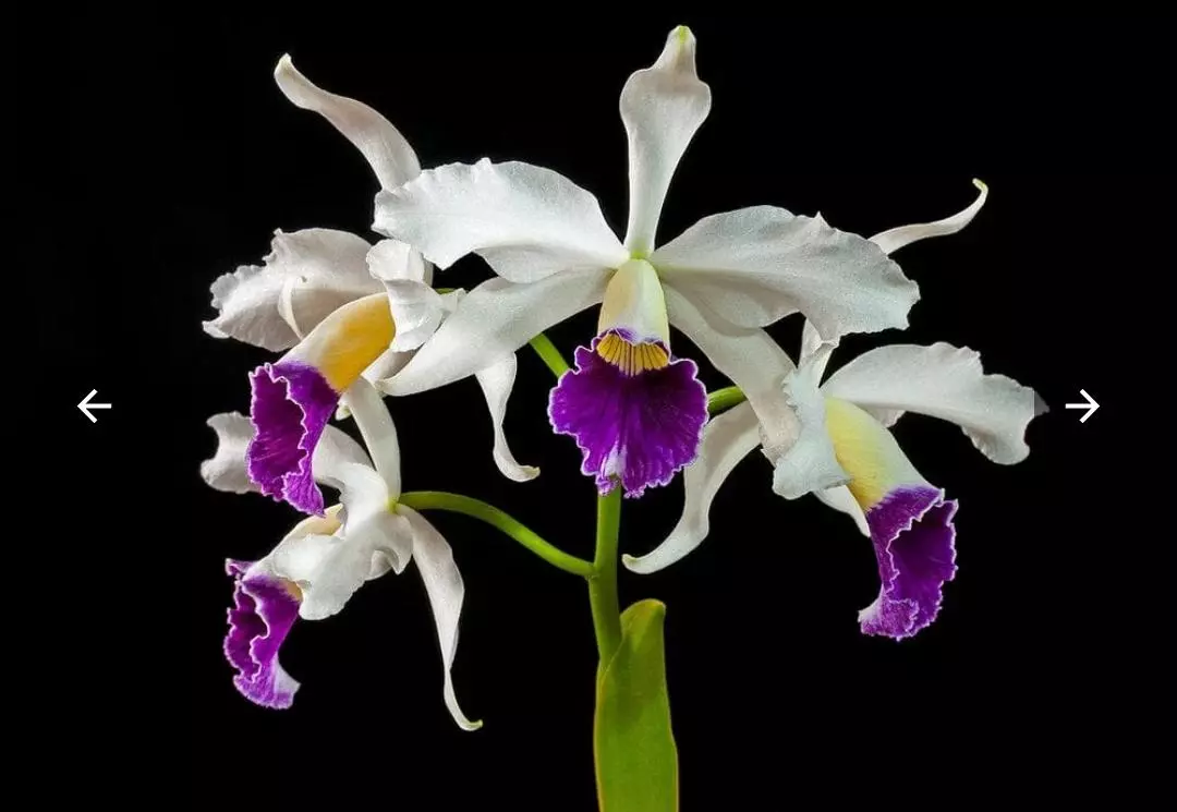 Cattleya purpurata var. Schusteriana thumbnail