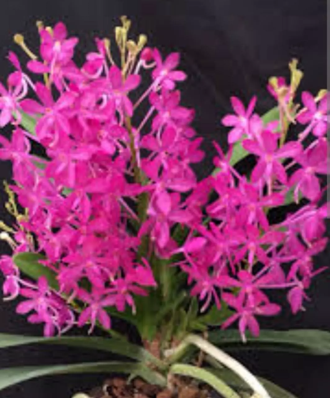 Asc. Cherry Blossom carmela vanda compact thumbnail