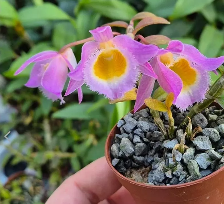 Dendrobium loddigesii thumbnail