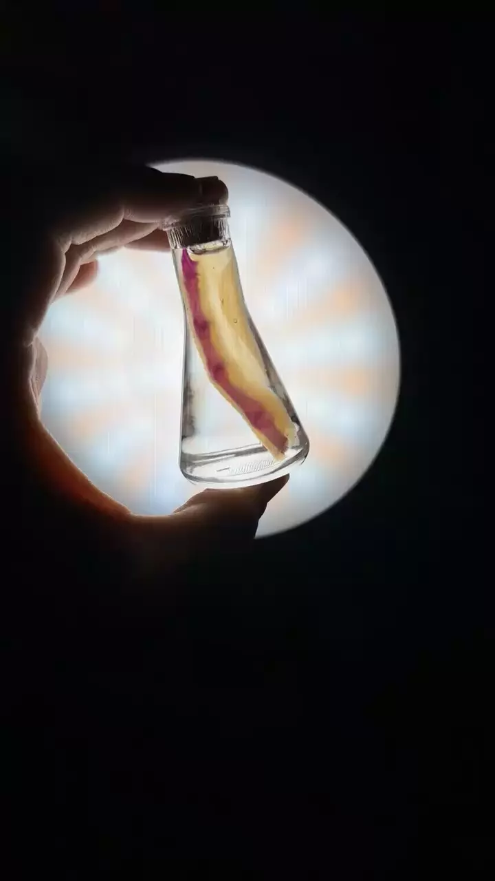 Ethically sourced Witch finger Diaphonized Duck toe Wet Specimen thumbnail